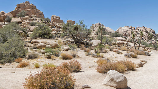 Hike To Barker Dam Joshua Tree National Park