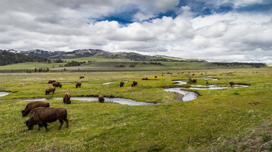 🌲 Why Hiking is the Best Way to Experience Yellowstone