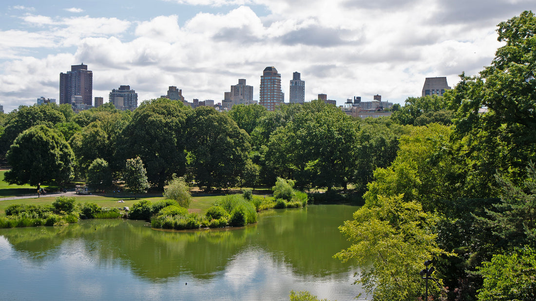 Central Park from Belvedere Castle