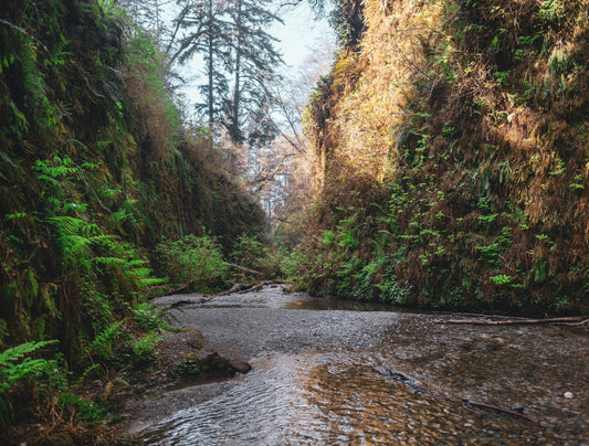 🌲 One Day in Redwood National Park: The Secret Of The Giants Revealed