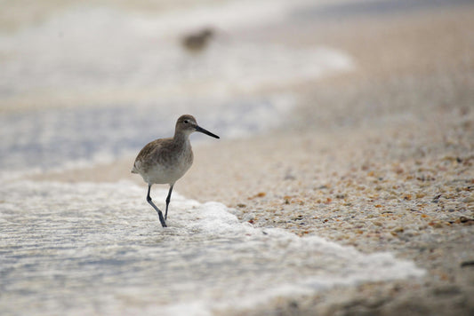 Bird on a beach on Sanibel Island, Florida