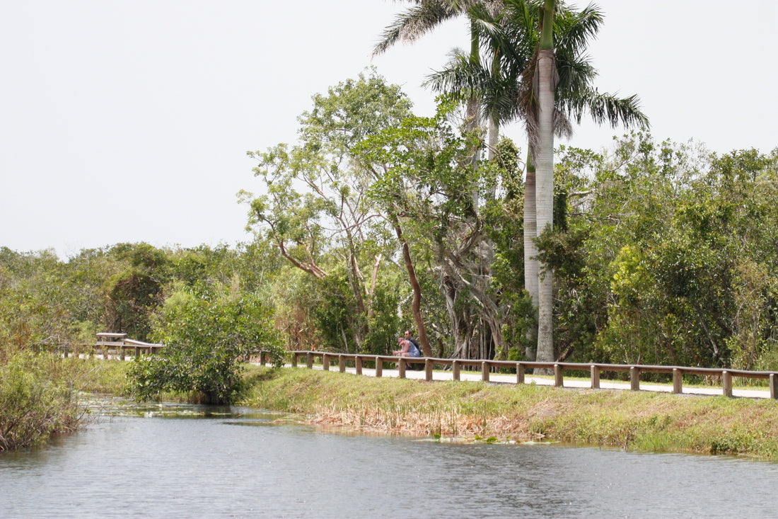 Anhinga Trail Everglads National Park