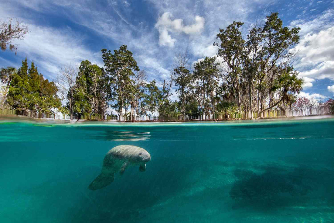 Manatee swim in Crystal River, Florida